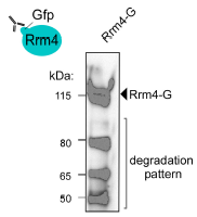 2025-Stoffel-RNA