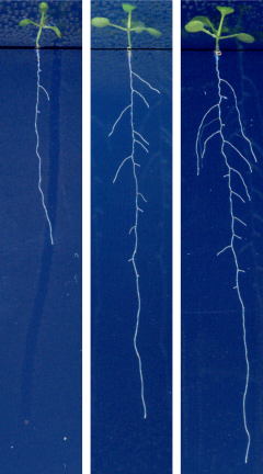 Goebel_et_al_2026