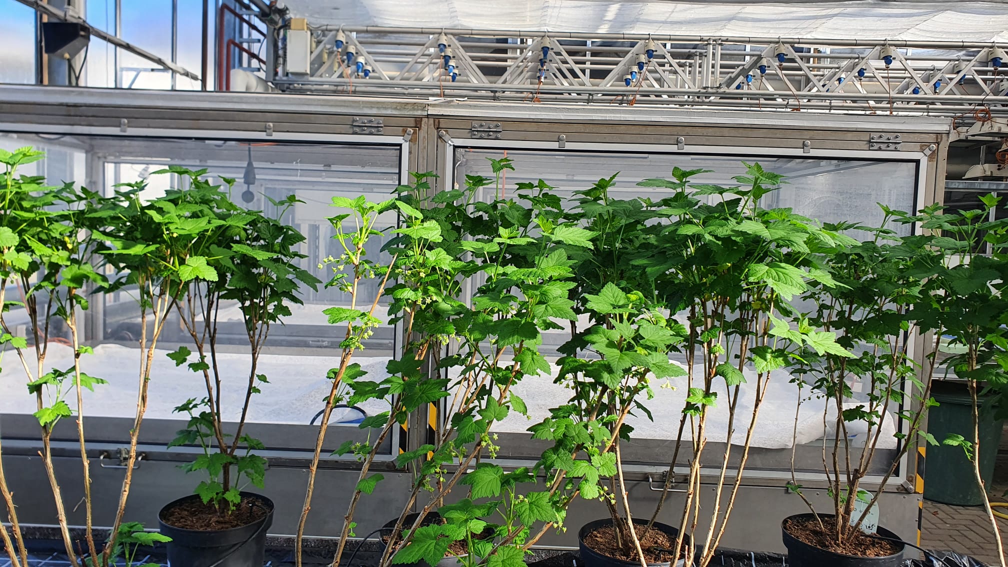 studies/Ribes_nigrum_genome/resources/RibesNigrum_Greenhouse.jpeg